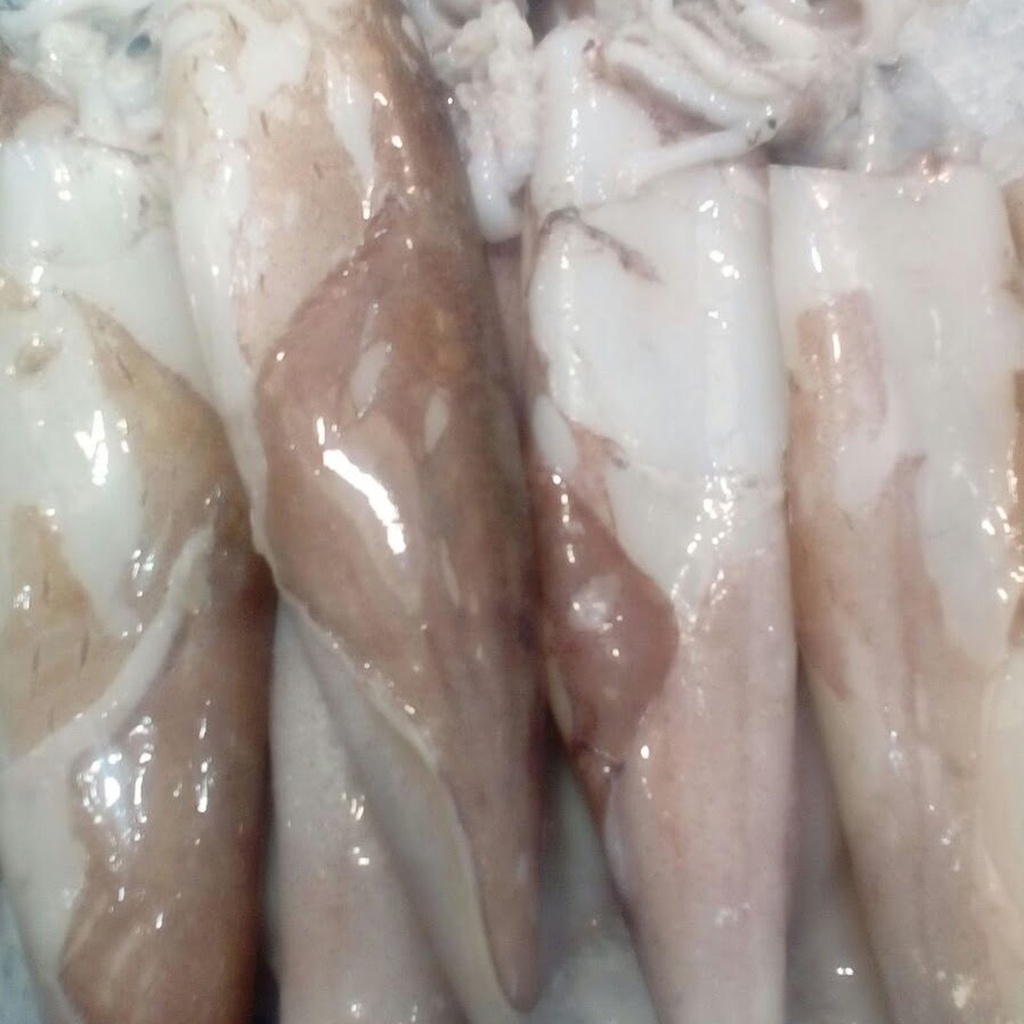 Calamar pelado congelado