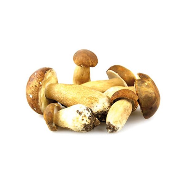 Boletus edulis